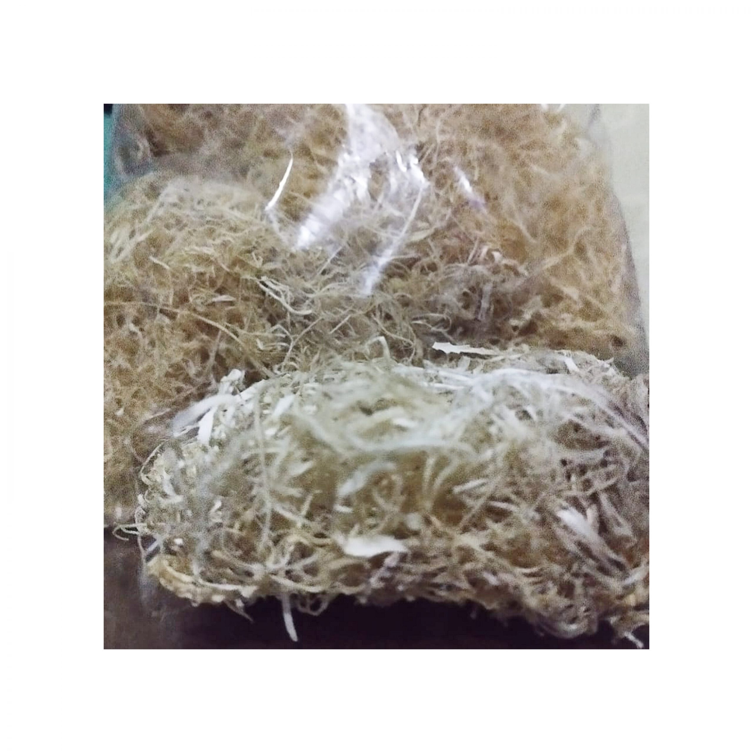 Irish Moss